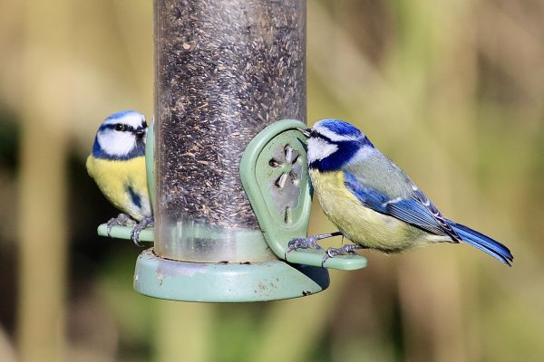 Bird Feeder Mounting Service in Littleton