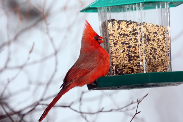 Bird Feeder Hanging in Littleton